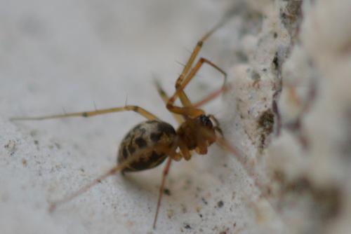 Tenuiphantes sp.